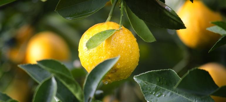 oranges