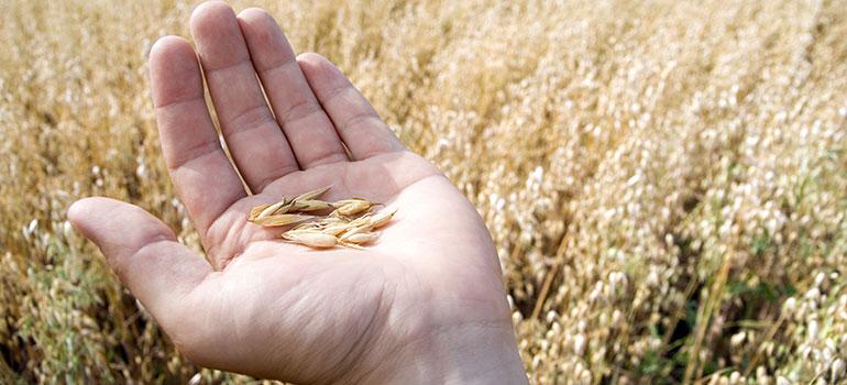 Συναλλαγές με Τρίτες χώρες για τα Δημητριακά
