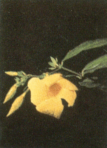 Αλαμάντα alamanta