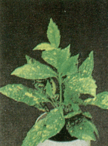 Αουκούμπα aukumpa