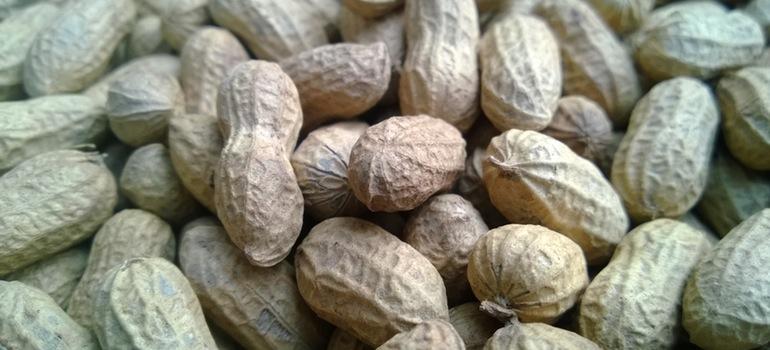 Καν. 91/2013.Εισαγωγές αραχίδων από την Γκάνα και την Ινδία, μπαμιών και φύλλων κάρι από την Ινδία και σπόρων καρπουζιού από τη Νιγηρία και για την τροποποίηση των κανονισμών (ΕΚ) αριθ. 669/2009 και 1152/2009 της Επιτροπής