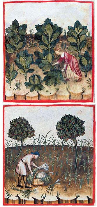 4η Επιστημονική Συνάντηση για τις τοπικές και γηγενείς ποικιλίες