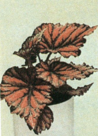 bigonia